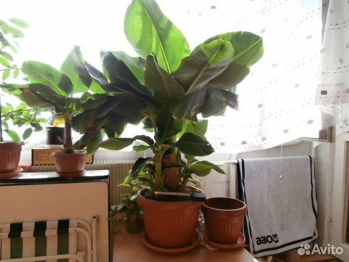 Саженцы банана