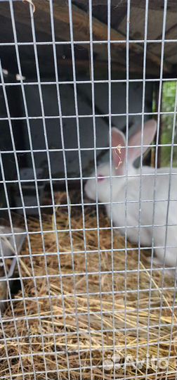 Кролики на мясо