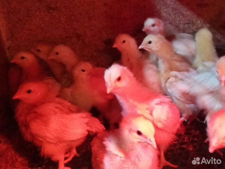 Суточный бройлер кооб 500 Чехия