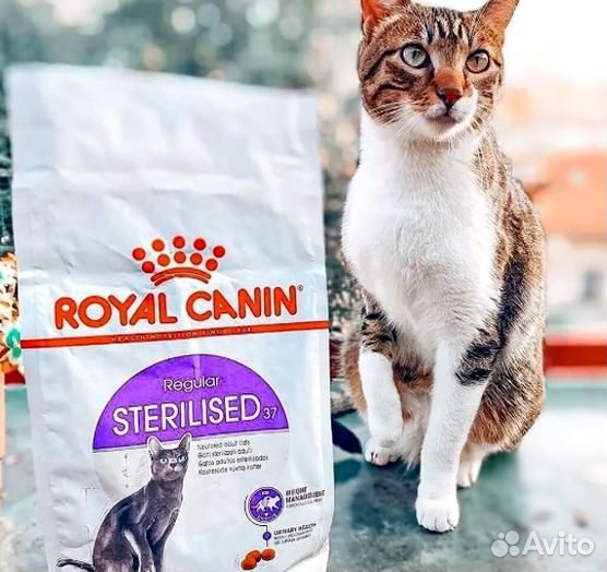 Kорм для кошек royal canin Royal canin regular ste