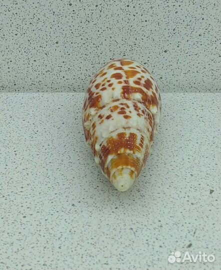 Митра Папалис 6,7 морская ракушка раковина