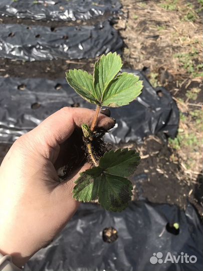 Саженцы клубники