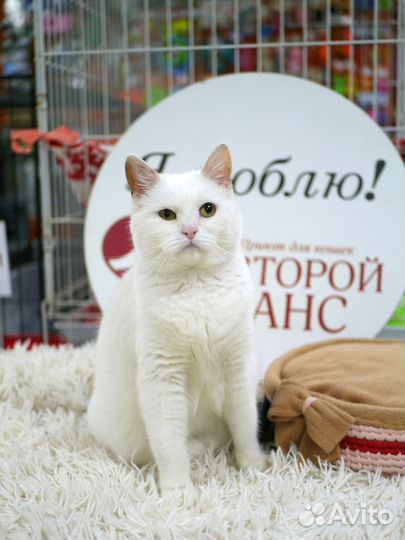 Кошка Маша в добрые руки