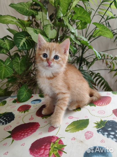 Рыжий котёнок