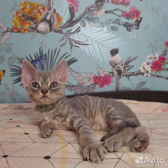 Котята Девон-Рекс