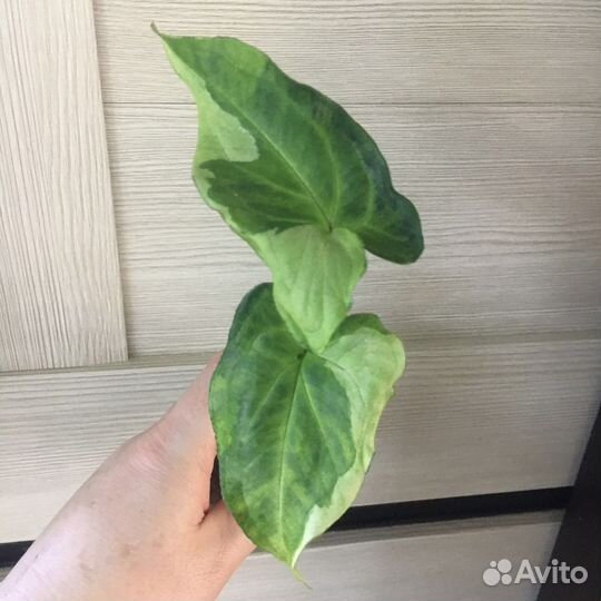 Сингониумы сортовые