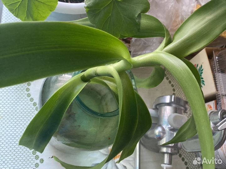 Растение золотой ус