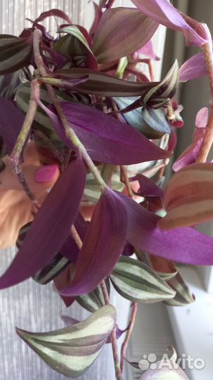 Традисканция