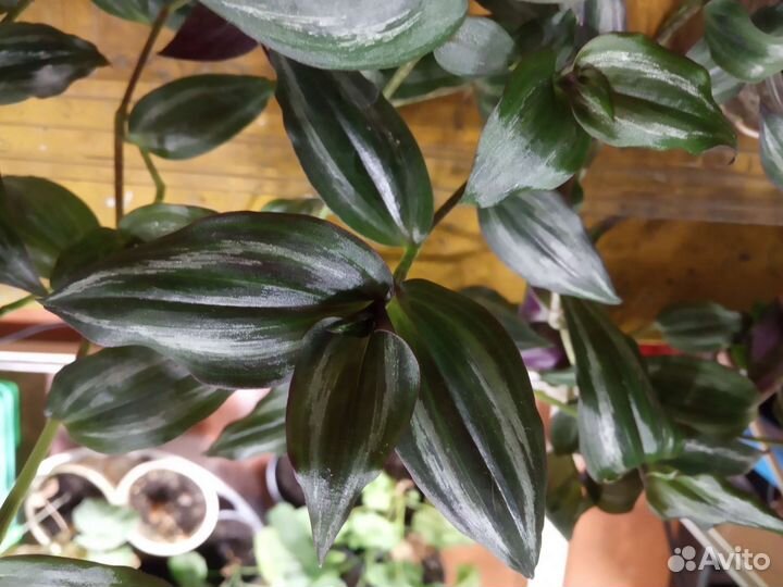 Традесканции