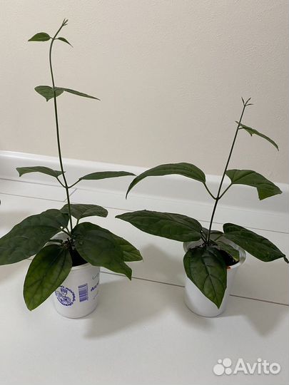 Клеродендрум томпсон