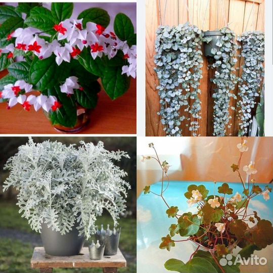 Цимбалярия,церопегия,оксалис,пеперомия