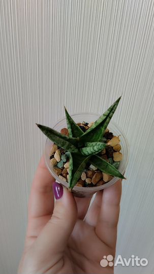 Сансевиерия Rocky Crown (Каменная Корона)