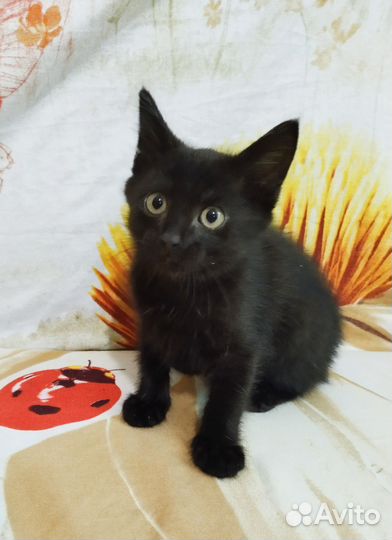 Котёнок мальчик