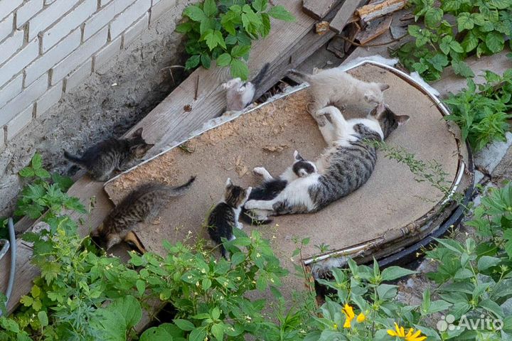 Кошка с котятами