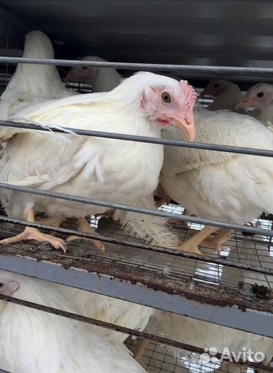 Куры Несушки