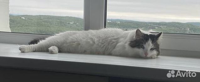 Кот ищет дом