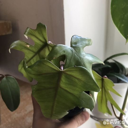 Комнатные растения цветы