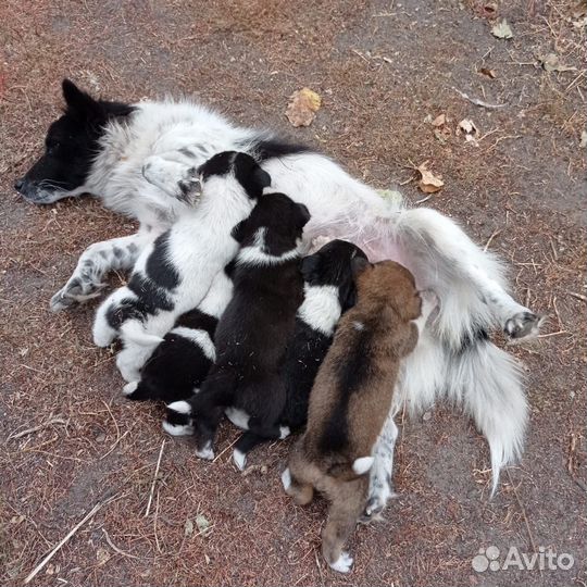 Щенки бесплатно