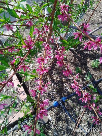 Саженец персика