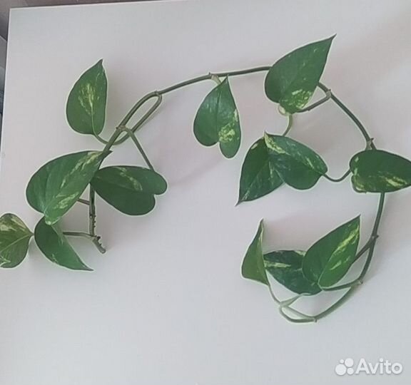 Сциндапсус эпипремнум