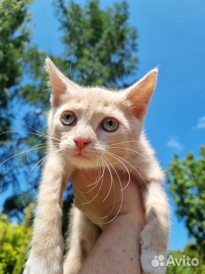 Малыш Левушка ищет дом