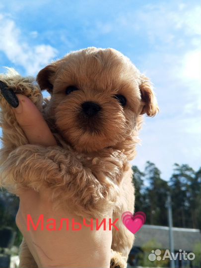 Щенки мальтипу мини baby face