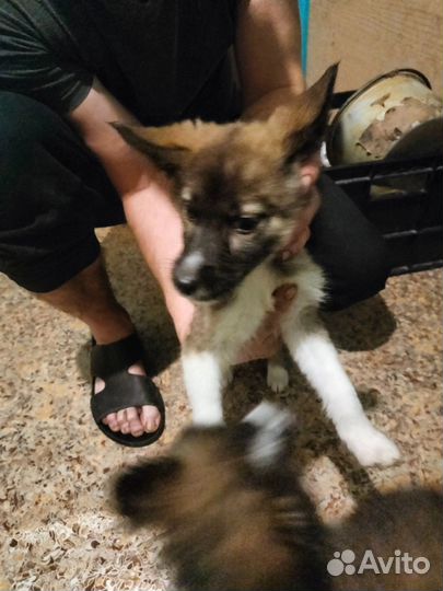 Сибирский хаски