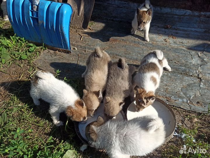 Западно сибирская лайка