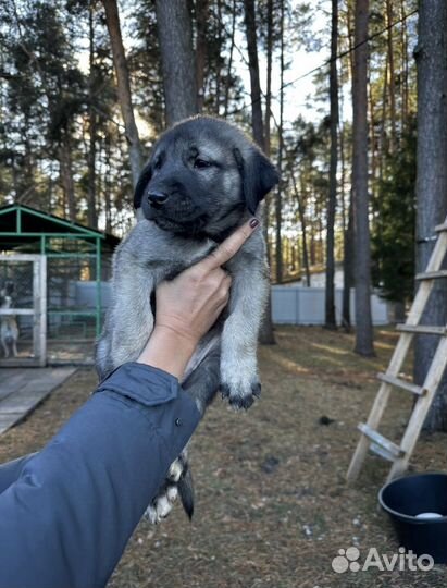 Турецкий кангал продам