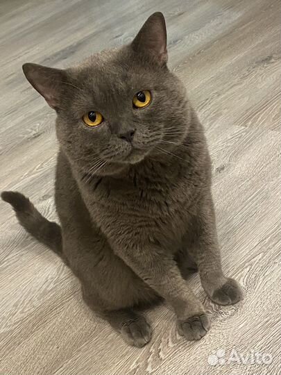Шотландский кот вязка