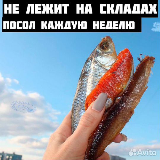 Астраханская вобла