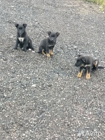 Щенята