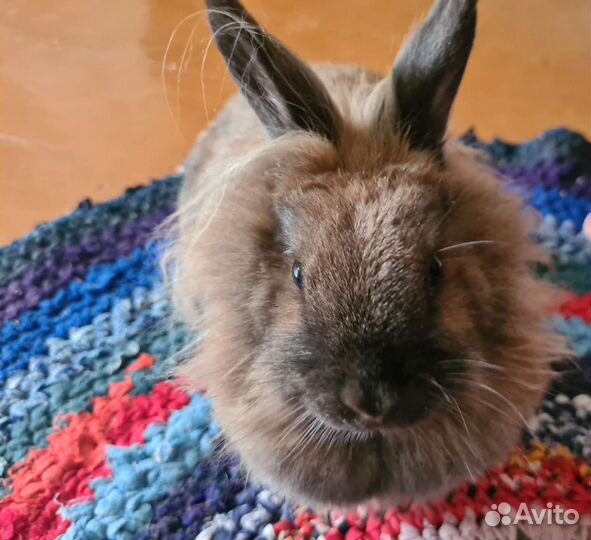 Передержка птиц,животных