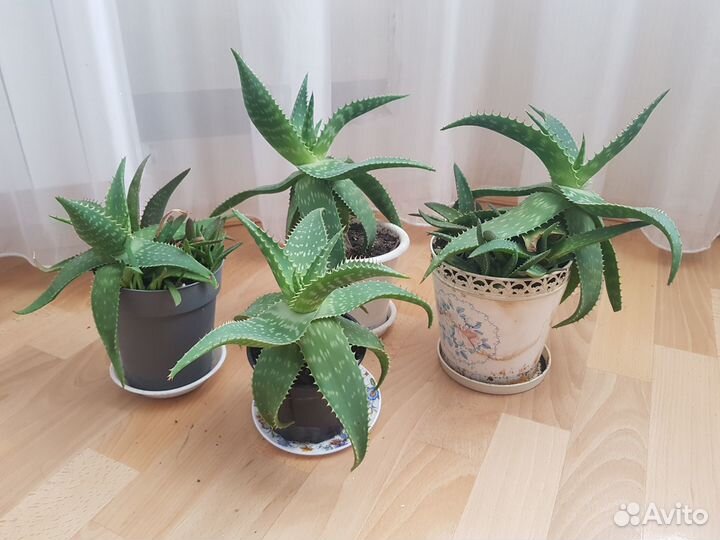 Алое Вера растение