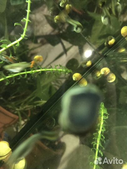 Улитки аквариумные ампулярии