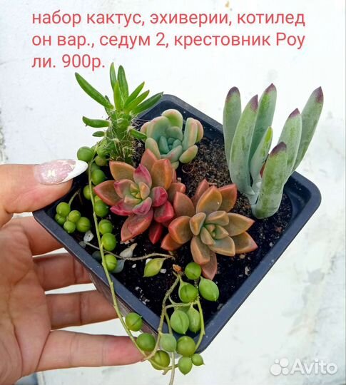 Суккуленты