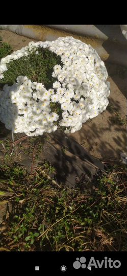 Хризантема мультифлора