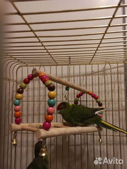 Качель, игровой стенд для попугаев