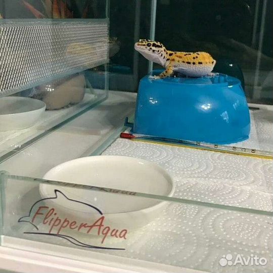 Террариум для гекконов