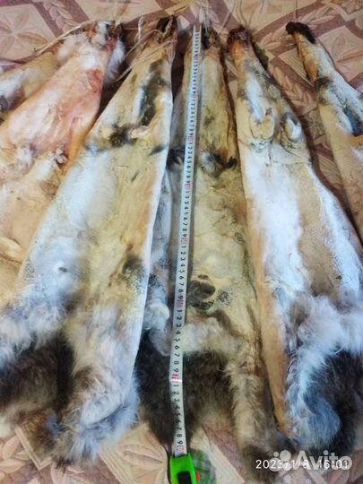 Шкурки кроликов 2023 года