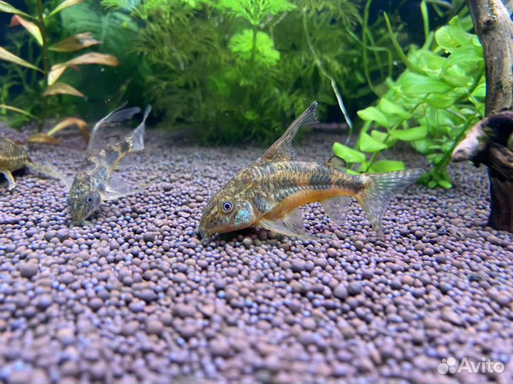 Сомики коридорасы