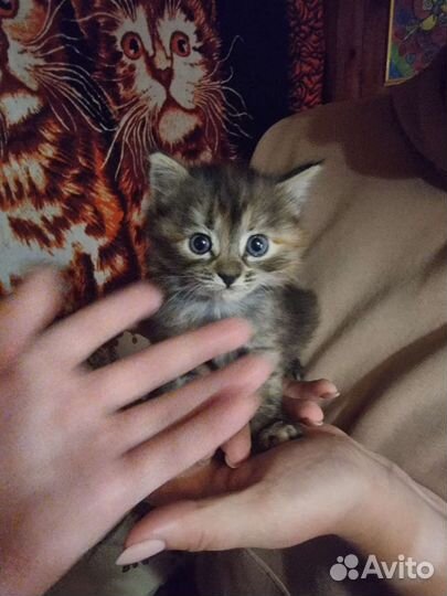 Кошка в дар бесплатно