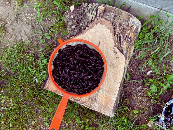 В Продаже Пиявка