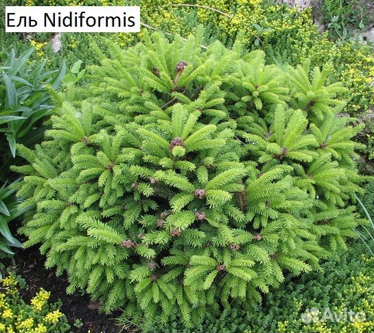 Хвойные саженцы в ассортименте