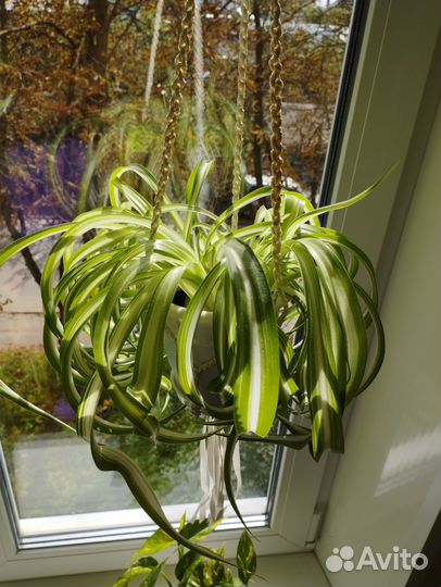 Хлорофитум кудрявый в подвесном кашпо