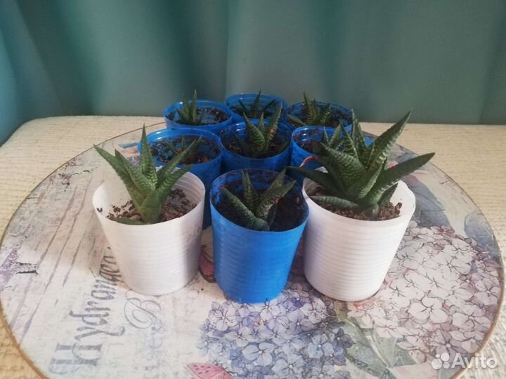 Кактусы и суккуленты