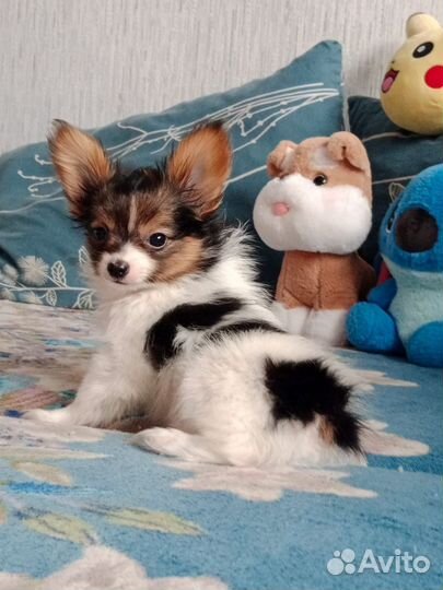 Папийон