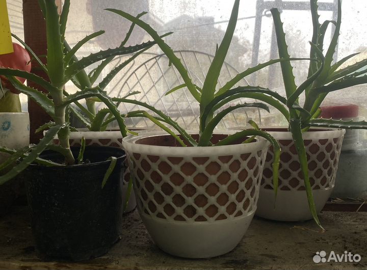 Алоэ столетник