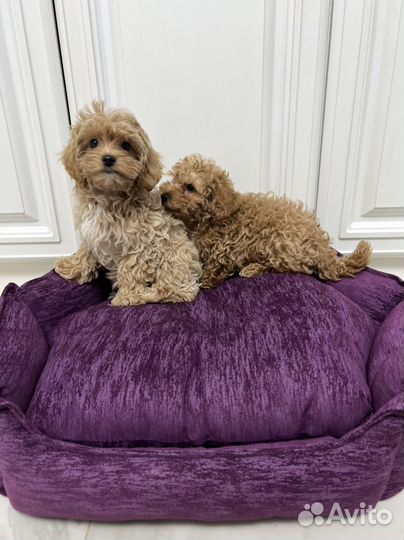 Мальтипу ф1 два мальчика карамель и ирис