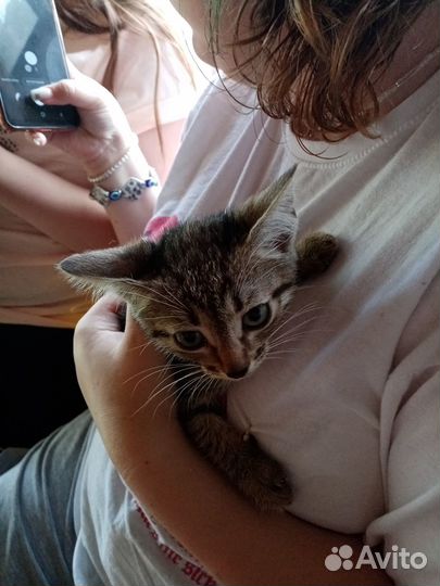 Котята девочки